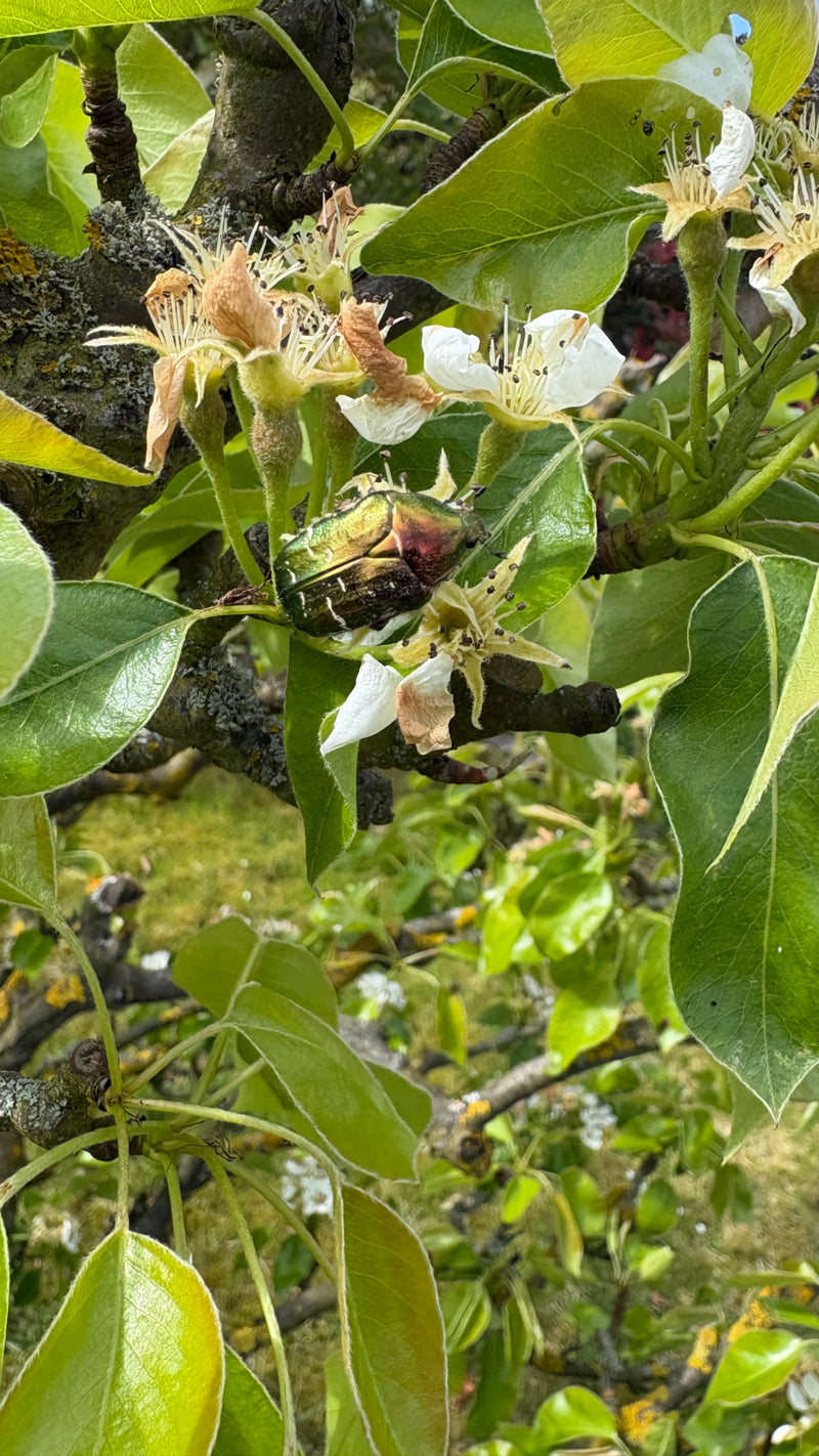 Rosenkäfer — Bild 5