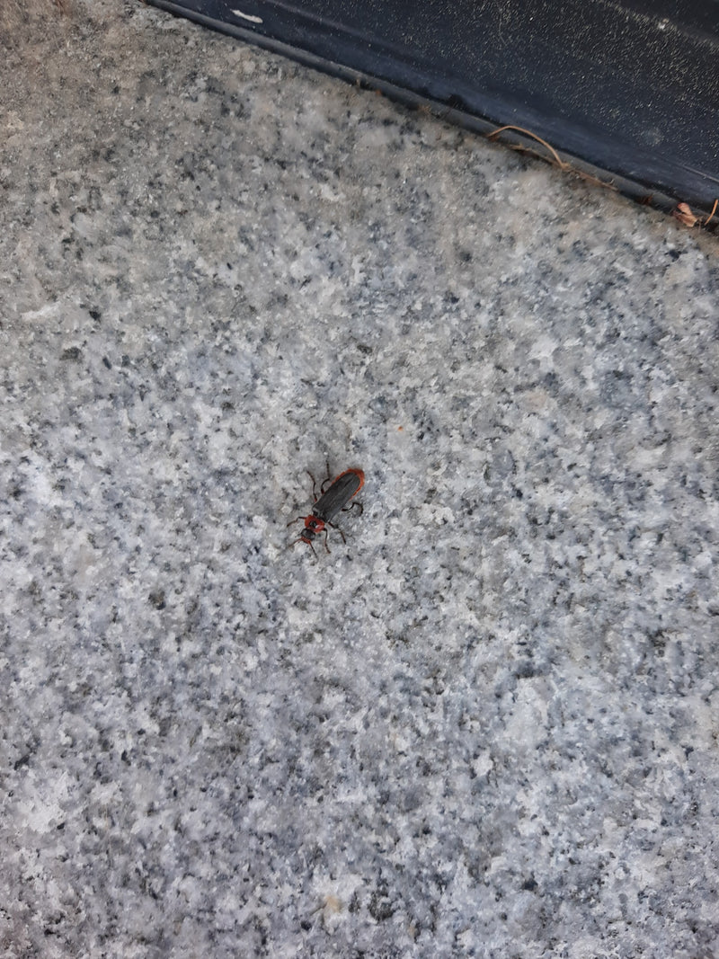 Gemeiner Weichkäfer — Bild 2