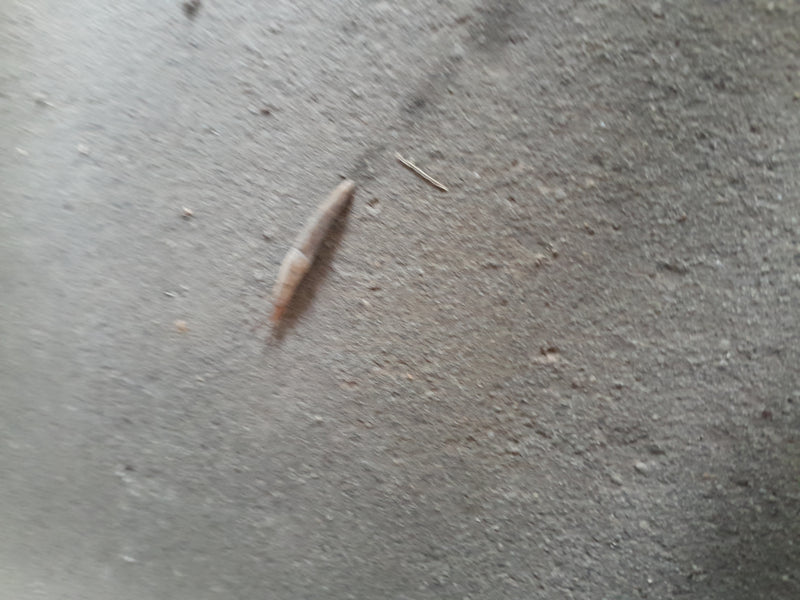 Gemeine Ackerschnecke — Bild 3