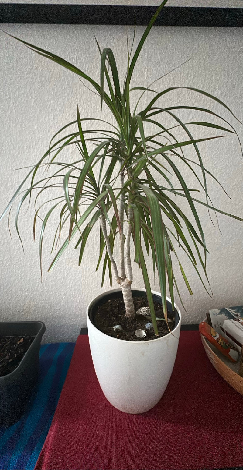 Gerandeter Drachenbaum — Bild 3
