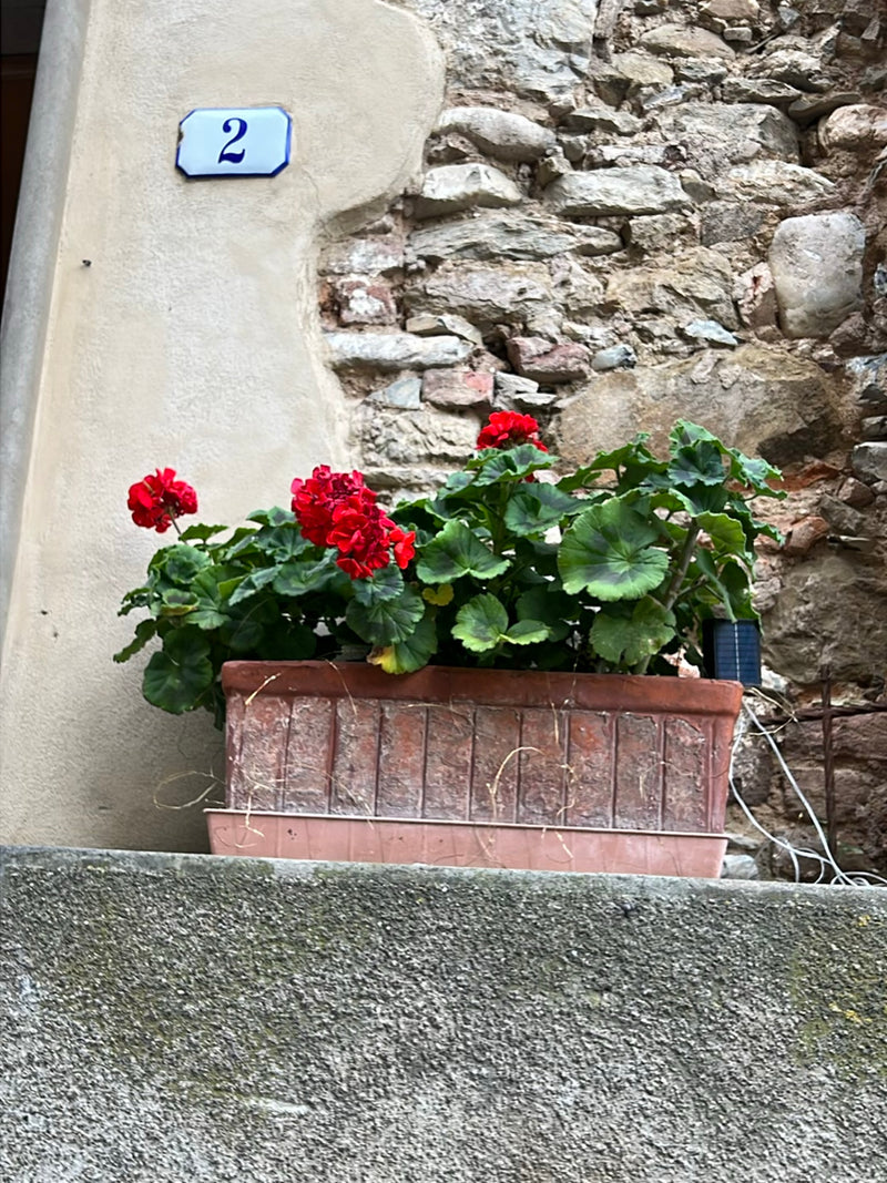 Geranie — Bild 1