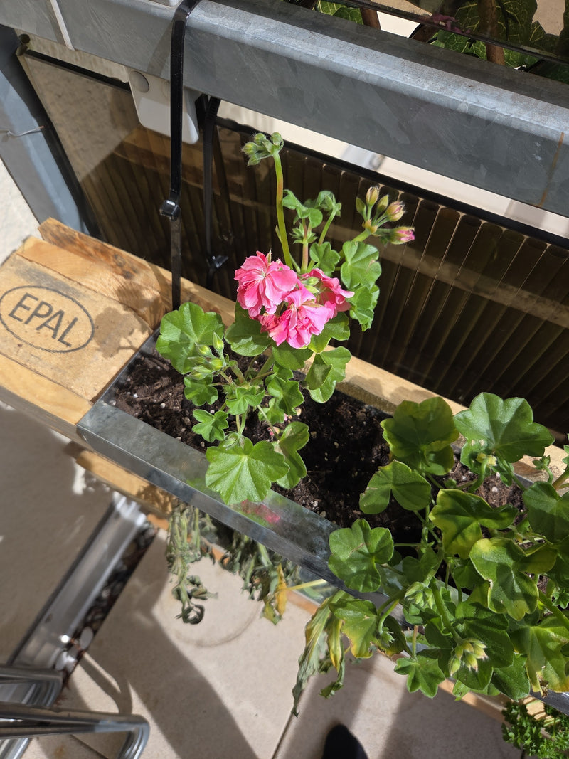 Geranie — Bild 4