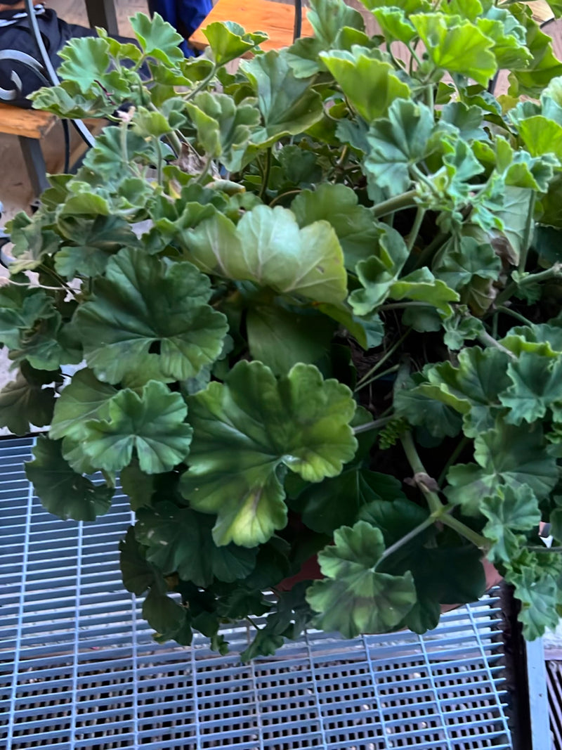 Geranie — Bild 2