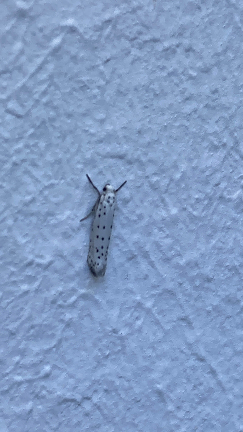 Gespinstmotte (Gattung) — Bild 5