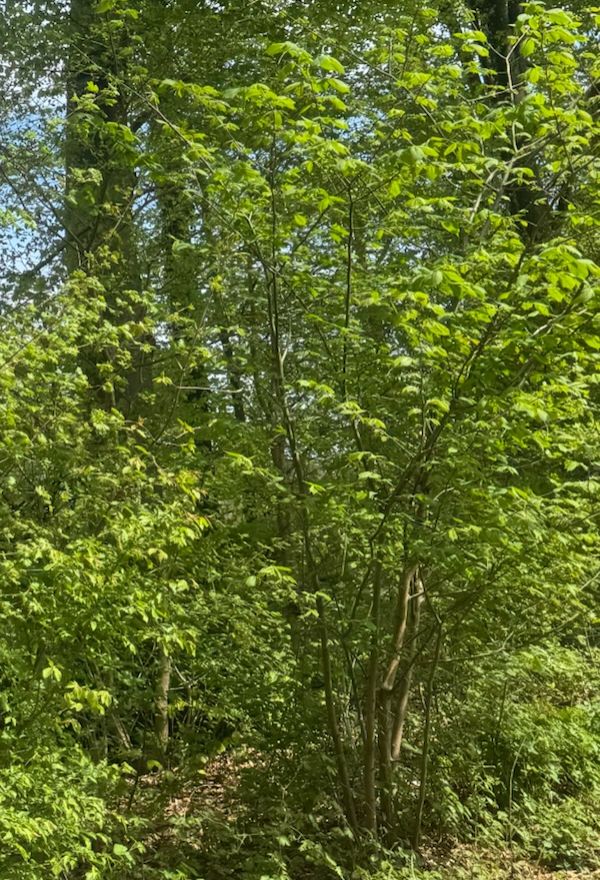 Gemeine Esche — Bild 5