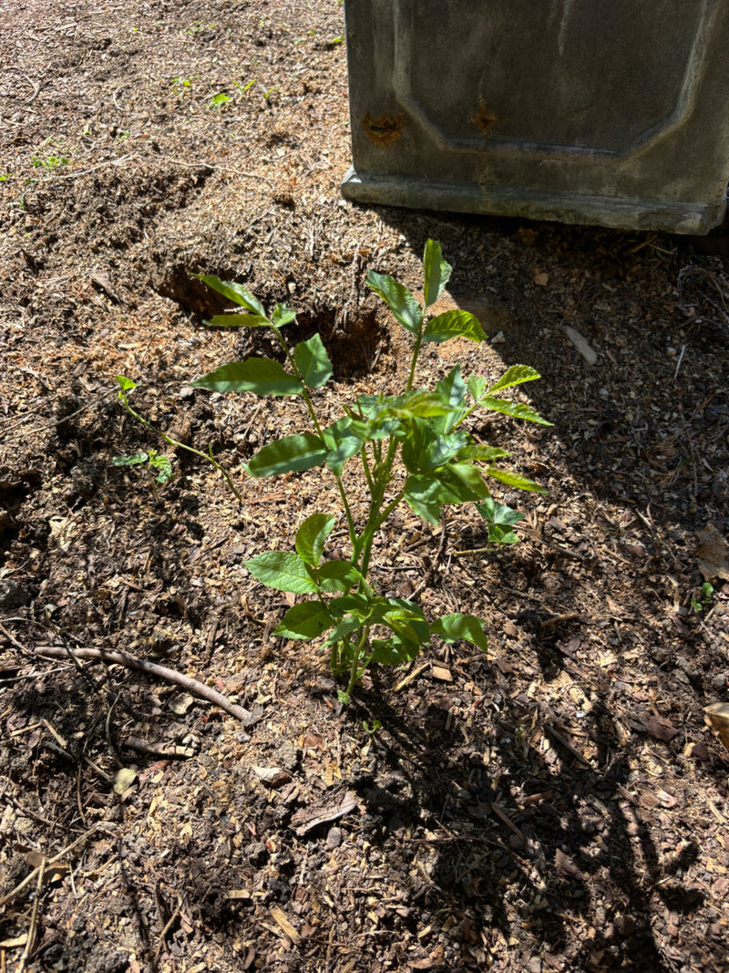 Gemeine Esche — Bild 1