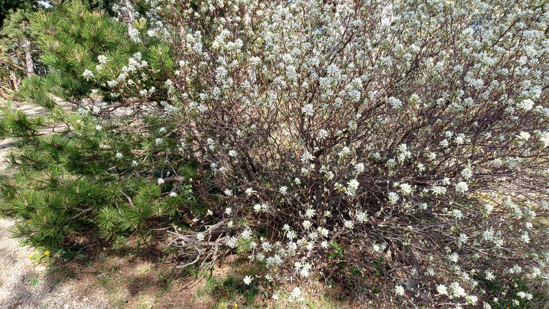 Felsenbirne — Bild 3