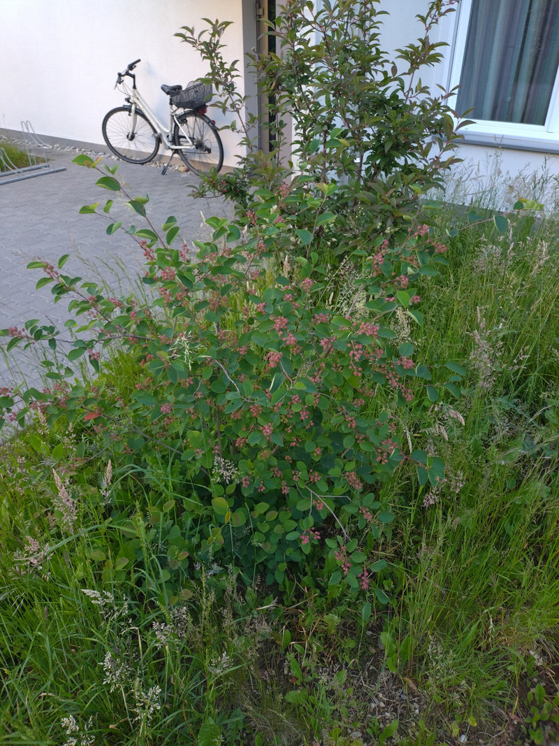 Felsenbirne — Bild 5