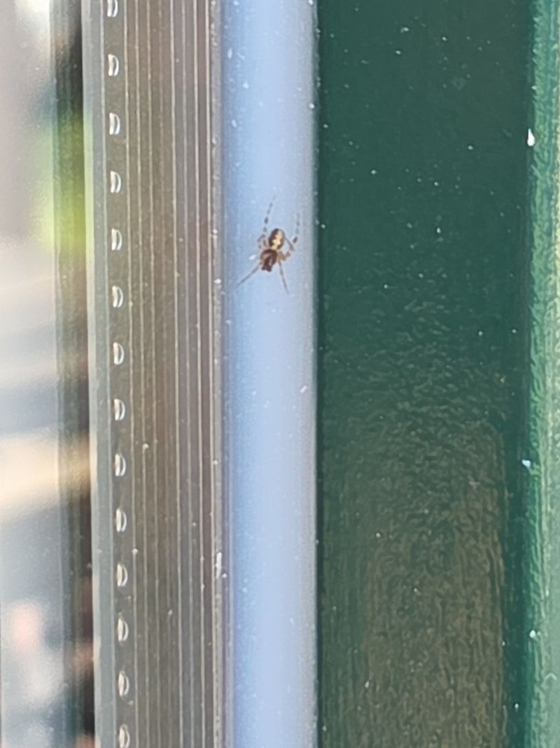 Eine Gewöhnliche Fettspinne sitzt auf einem Fensterrahmen. Die kleine Spinne verharrt ruhig auf der glatten Oberfläche.