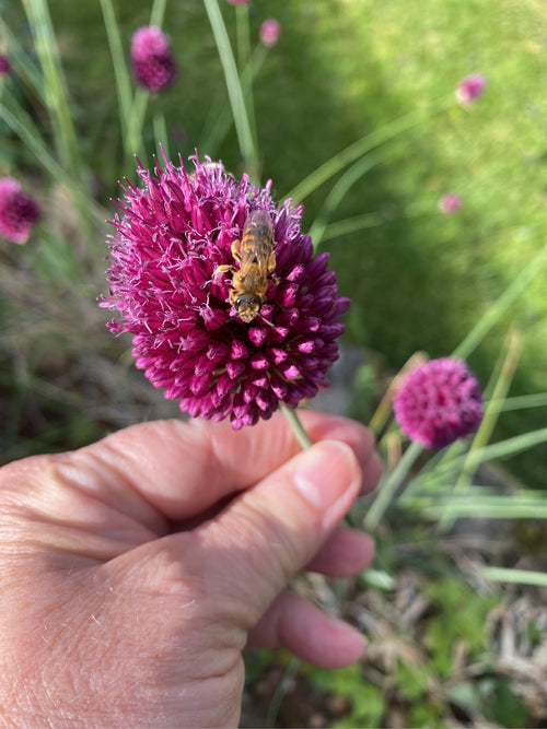 Gewöhnliche Furchenbiene (Lasioglossum calceatum) – Bild 2