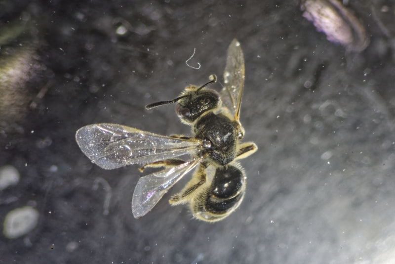 Gewöhnliche Furchenbiene — Bild 1
