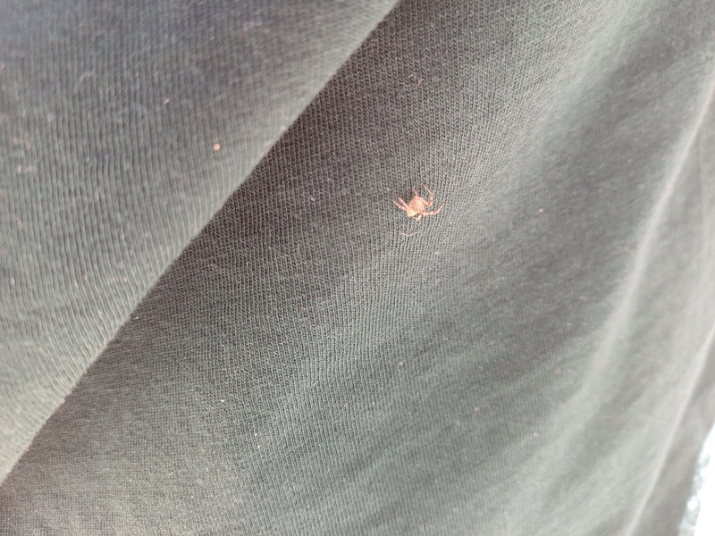Gewöhnliche Krabbenspinne — Bild 2