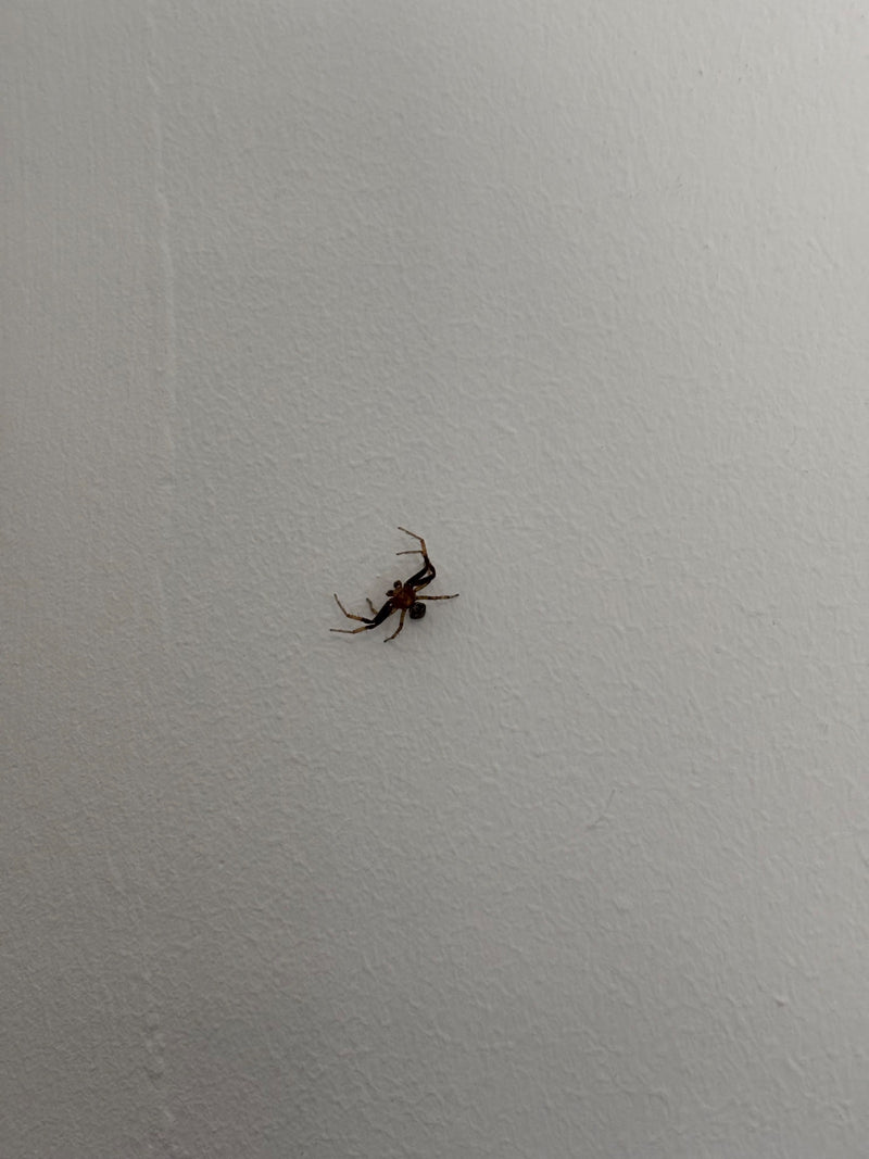 Gewöhnliche Krabbenspinne — Bild 3