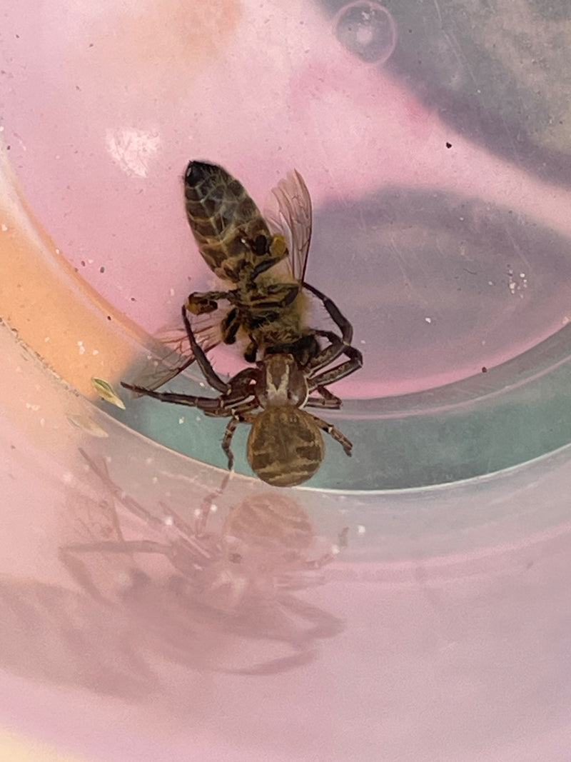 Gewöhnliche Krabbenspinne — Bild 1