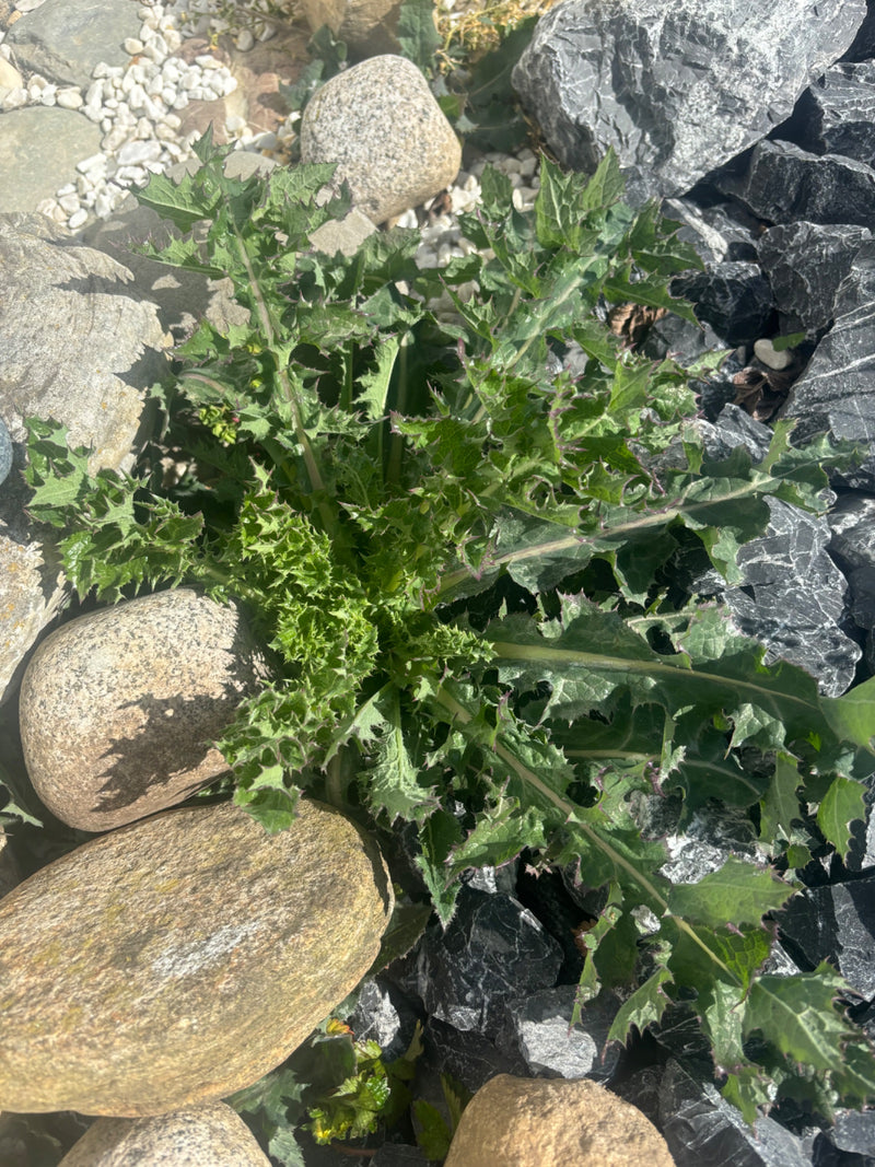 Gewöhnliche Kratzdistel — Bild 2