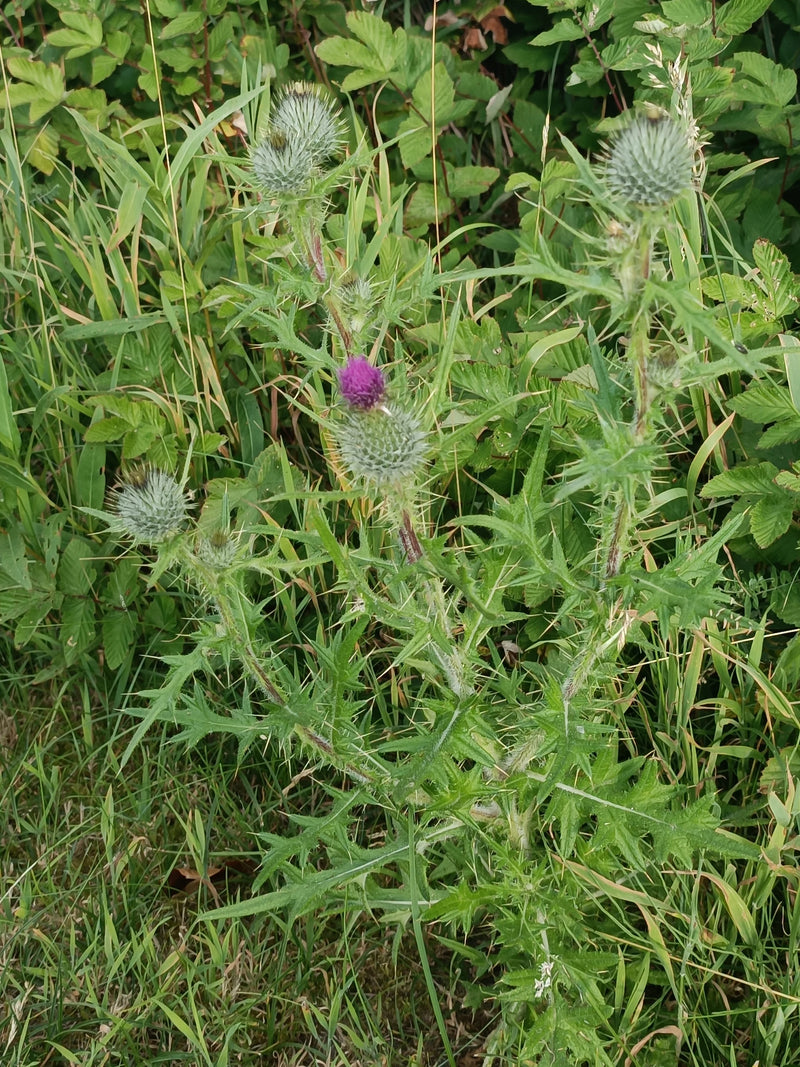 Auf dem Bild ist eine Gewöhnliche Kratzdistel mit stacheligen Blättern und purpurroten Blütenköpfen zu sehen. Die Pflanze wächst in einer Wiese umgeben von G...