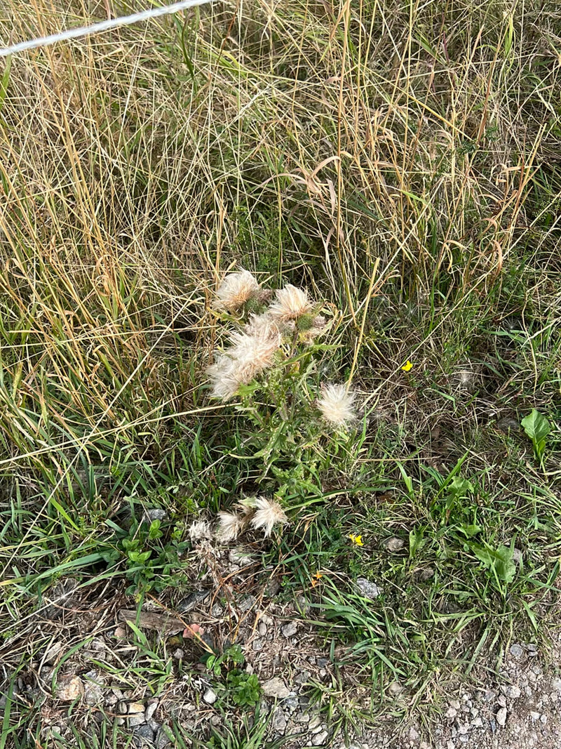 Auf der Aufnahme ist eine Gewöhnliche Kratzdistel mit ausgeblühten, wolligen Samenständen zu sehen. Sie wächst mitten in einer trockenen Wiese mit umstehende...