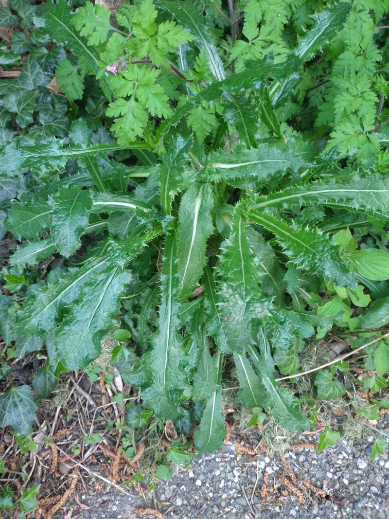 Gewöhnliche Kratzdistel — Bild 3