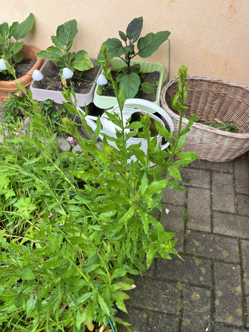 Nachtkerze — Bild 4