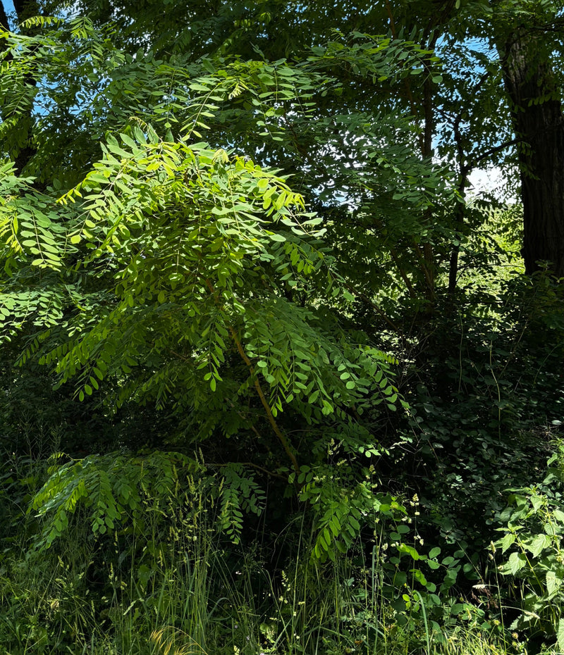 Gewöhnliche Robinie — Bild 3