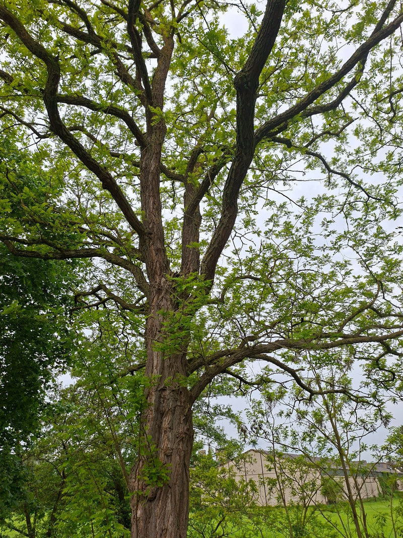 Gewöhnliche Robinie — Bild 2