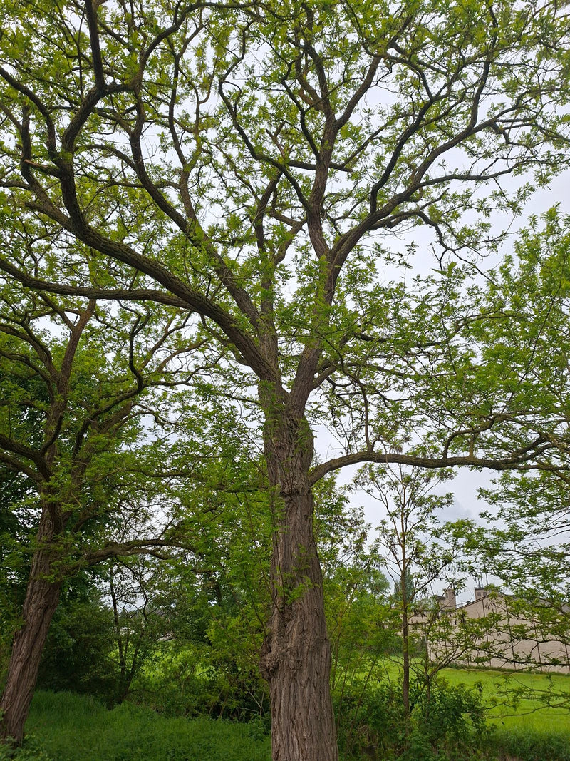 Gewöhnliche Robinie — Bild 1