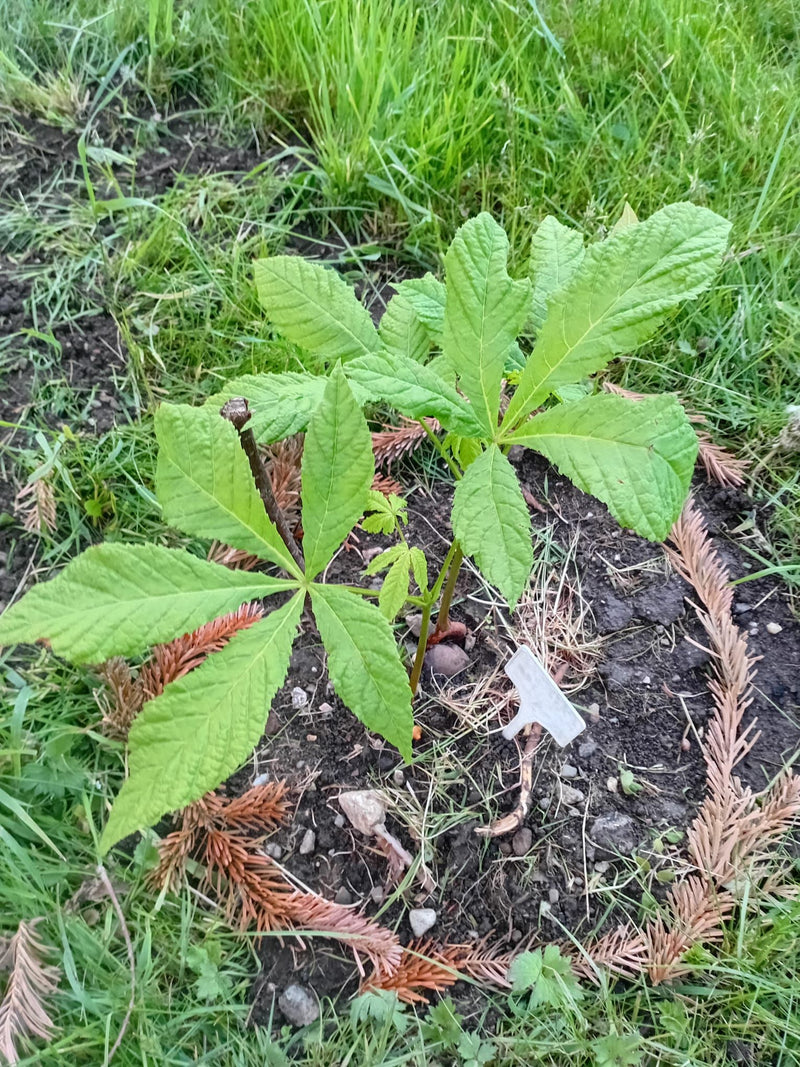Gewöhnliche Rosskastanie — Bild 1