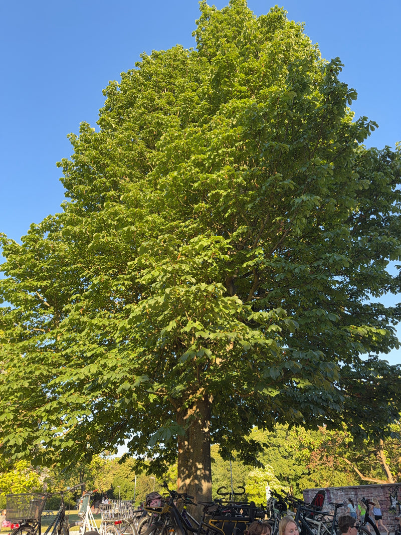 Gewöhnliche Rosskastanie — Bild 4