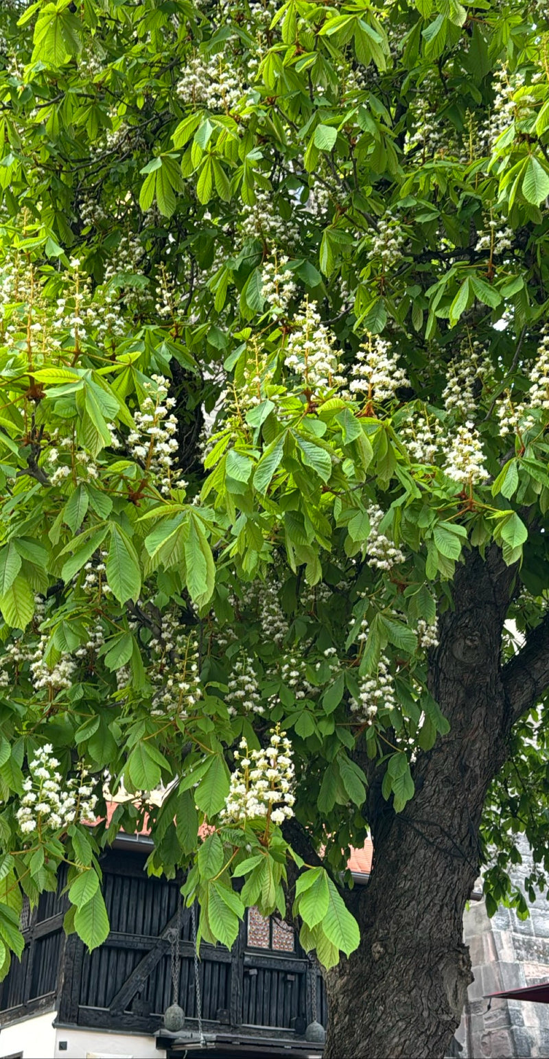 Gewöhnliche Rosskastanie — Bild 2