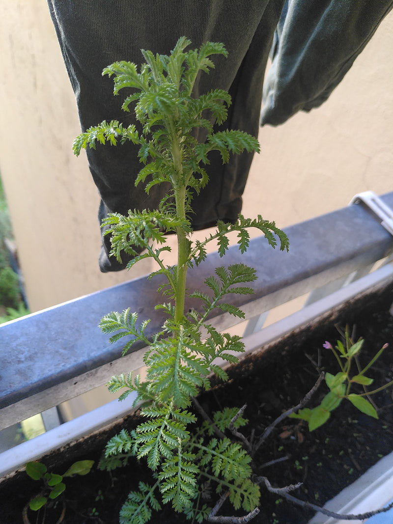 Gemeine Schafgarbe — Bild 5