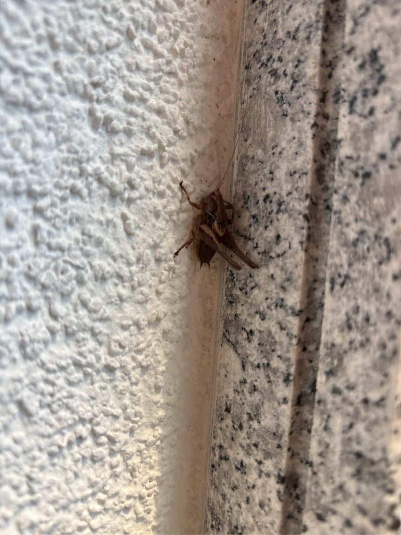 Gewöhnliche Strauchschrecke — Bild 4 von 5