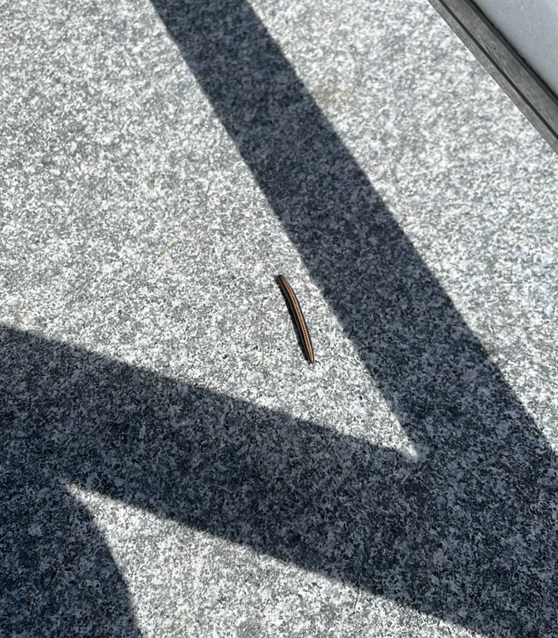 Gewöhnlicher Felddoppelfüßer — Bild 4