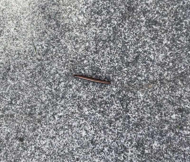Gewöhnlicher Felddoppelfüßer — Bild 1