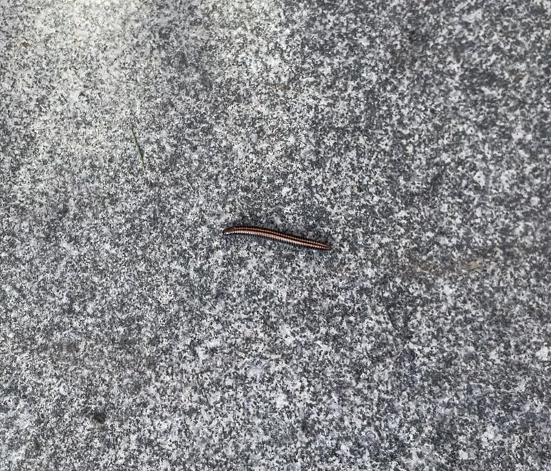 Gewöhnlicher Felddoppelfüßer — Bild 2