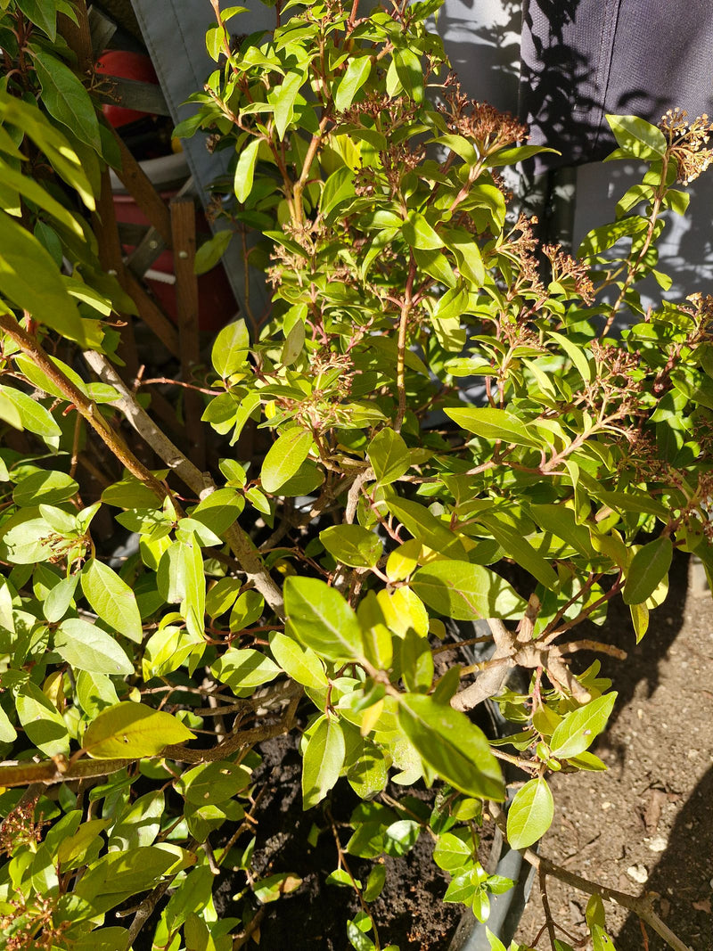 Liguster — Bild 4