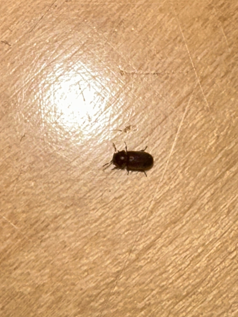Holzwurm, Gewöhnlicher Nagekäfer — Bild 3