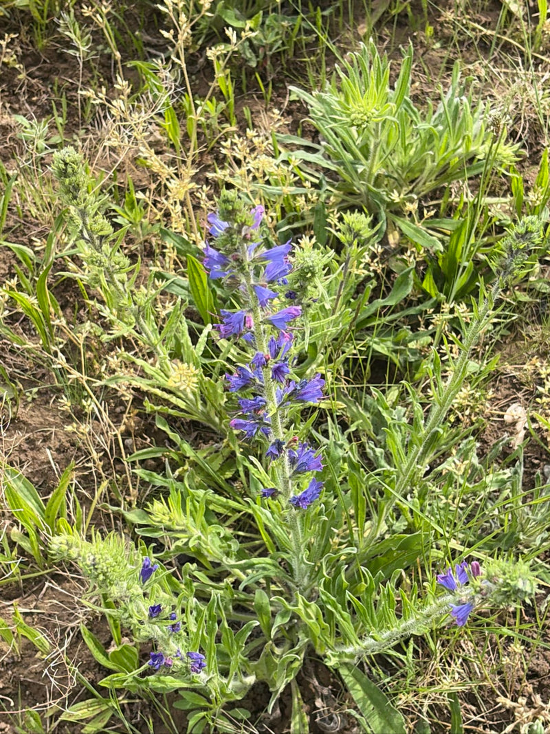 Gewoehnlicher Natternkopf — Bild 1