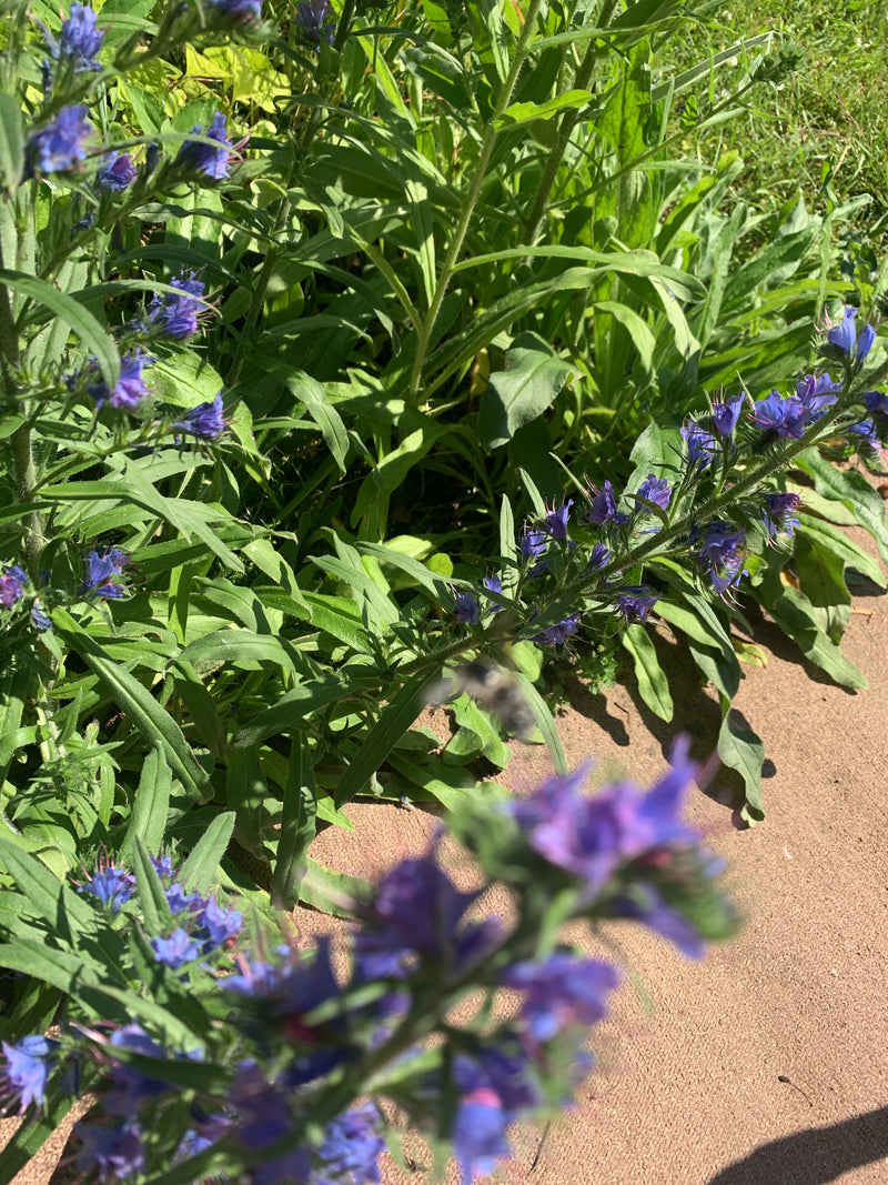 Gewoehnlicher Natternkopf — Bild 5