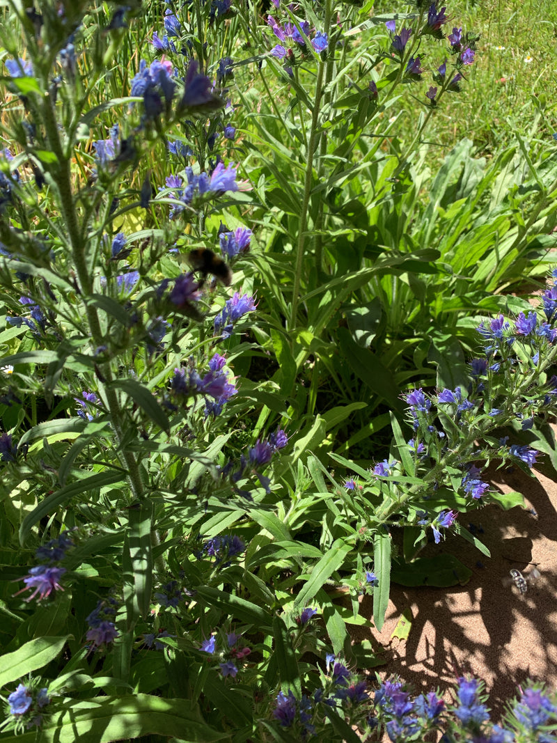 Gewoehnlicher Natternkopf — Bild 2