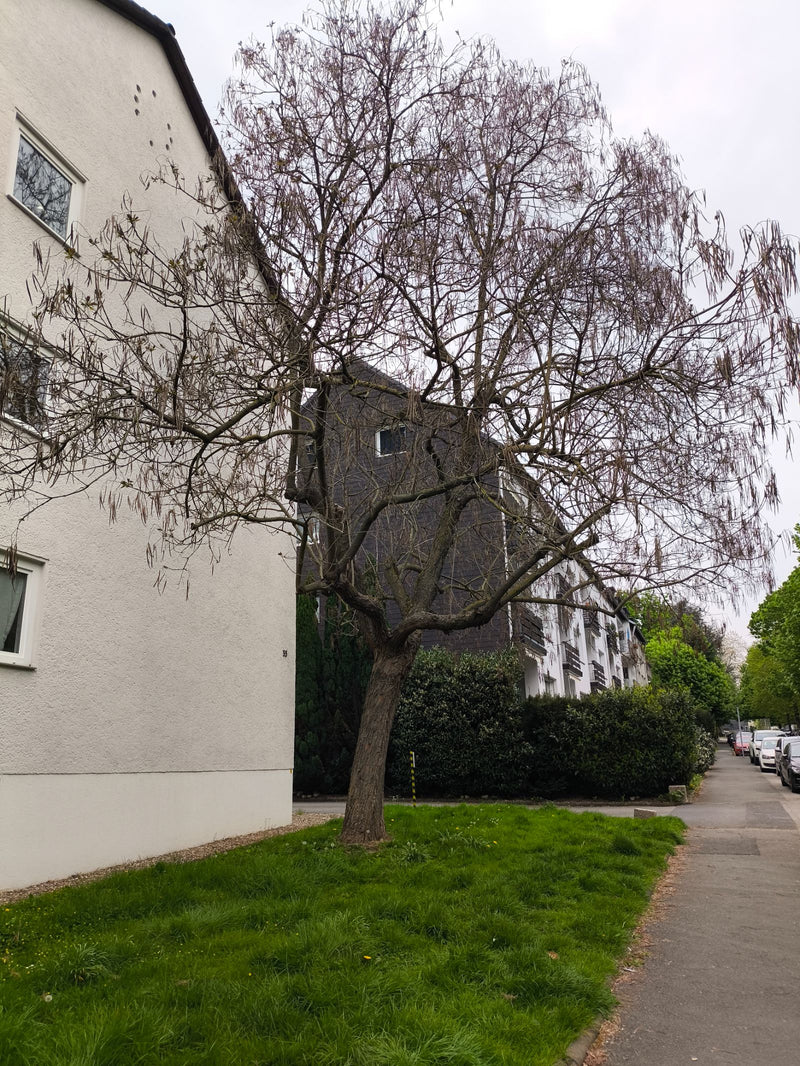 Trompetenbaum — Bild 2