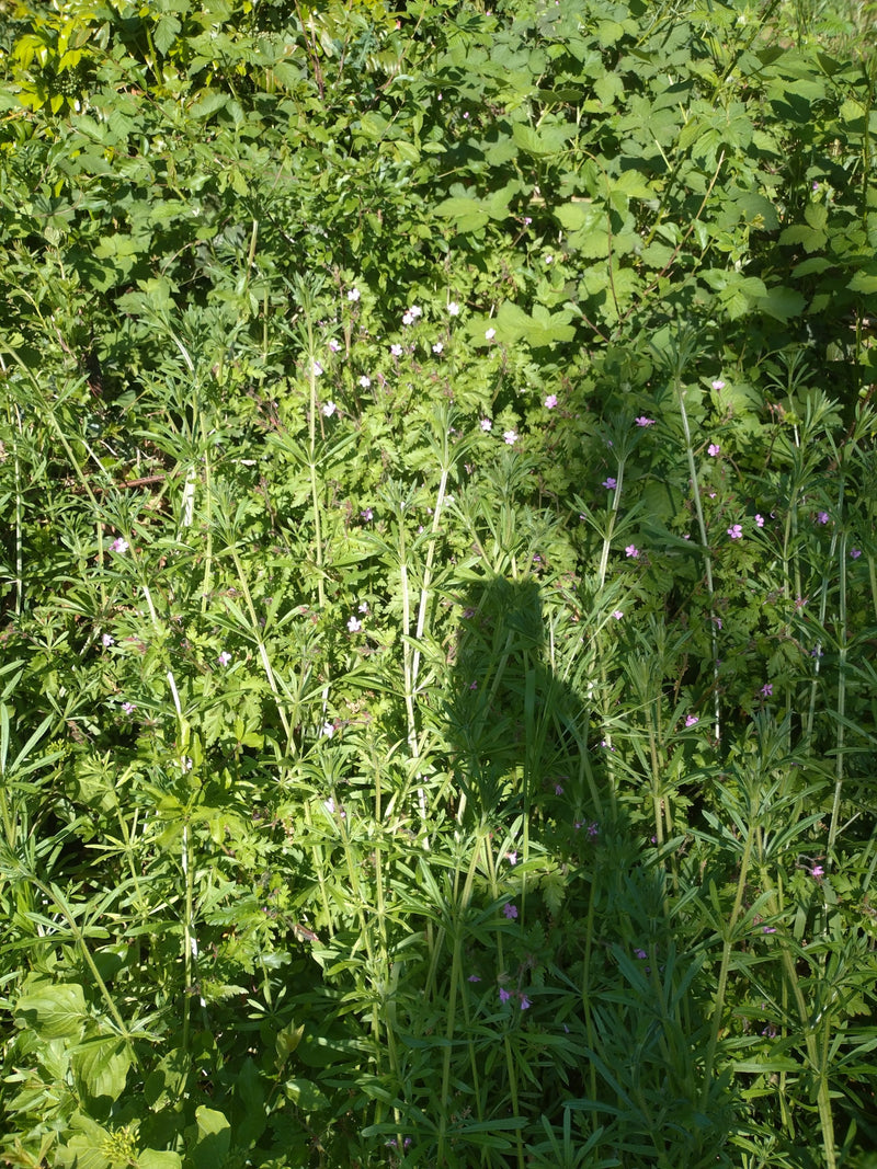 Gewöhnliches Barbarakraut — Bild 2