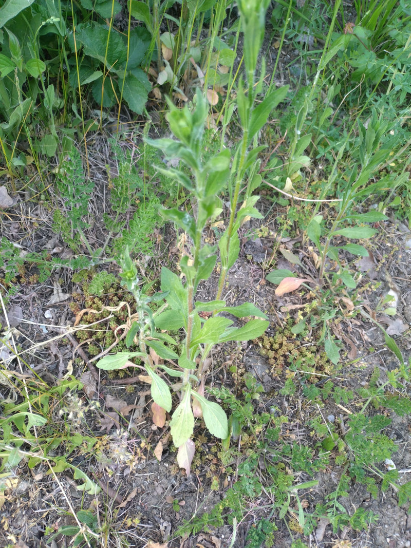 Gewöhnliches Ferkelkraut — Bild 1