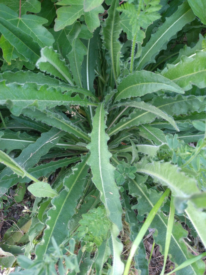 Gewöhnliches Ferkelkraut — Bild 4