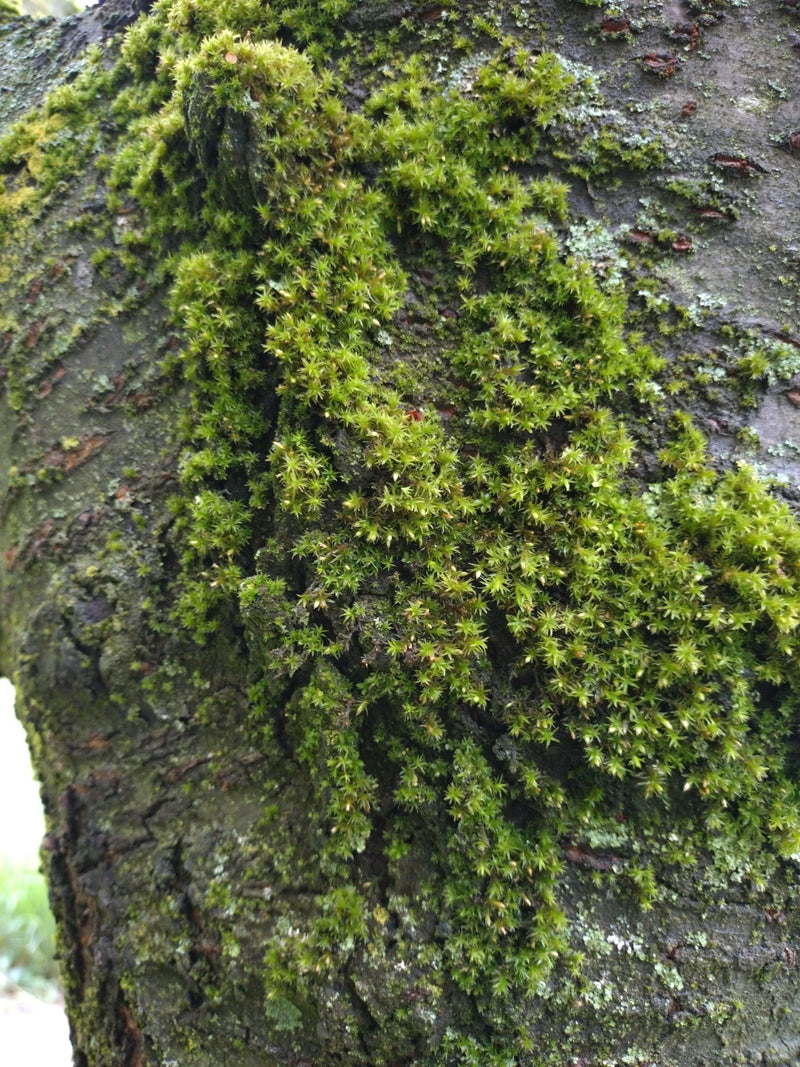 Gewöhnliches Gabelzahnmoos — Bild 1