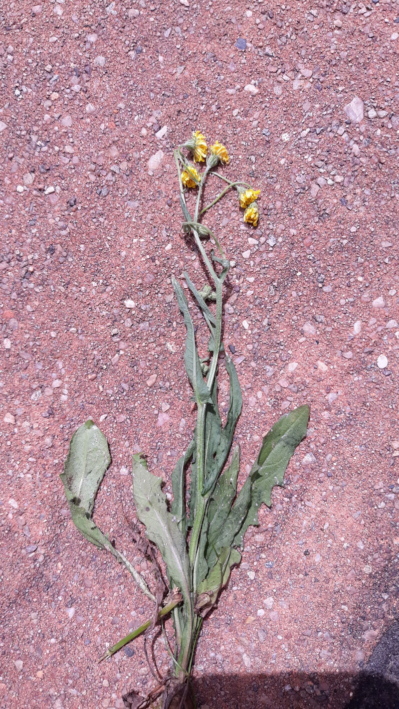 Gewöhnliches Greiskraut — Bild 4