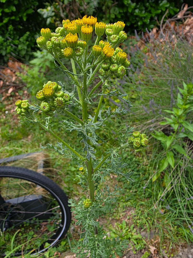 Gewöhnliches Greiskraut — Bild 5