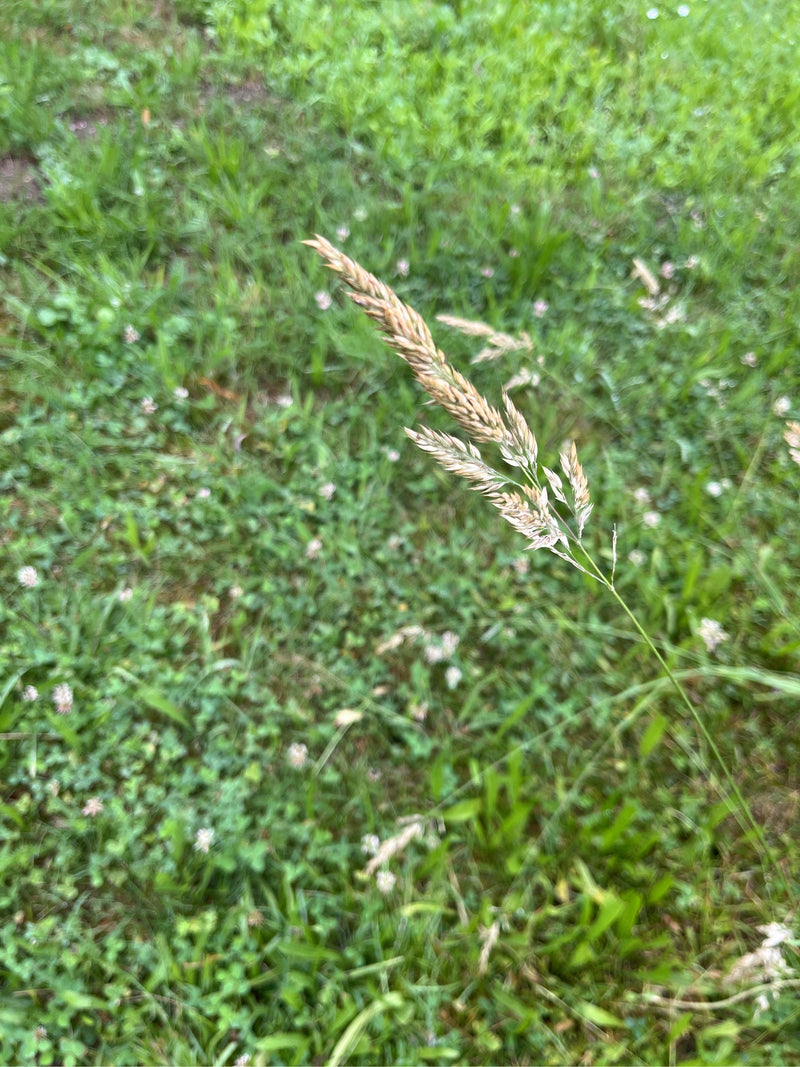 Zu sehen ist der typische, knäuelförmige Blütenstand des Gewöhnlichen Knäuelgrases. Die Pflanze wächst auf einer grünen Wiese.