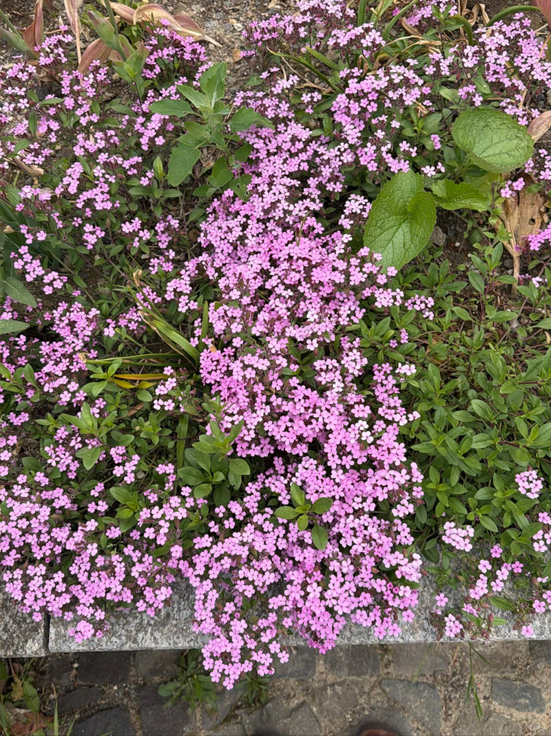 Gewöhnliches Seifenkraut — Bild 1