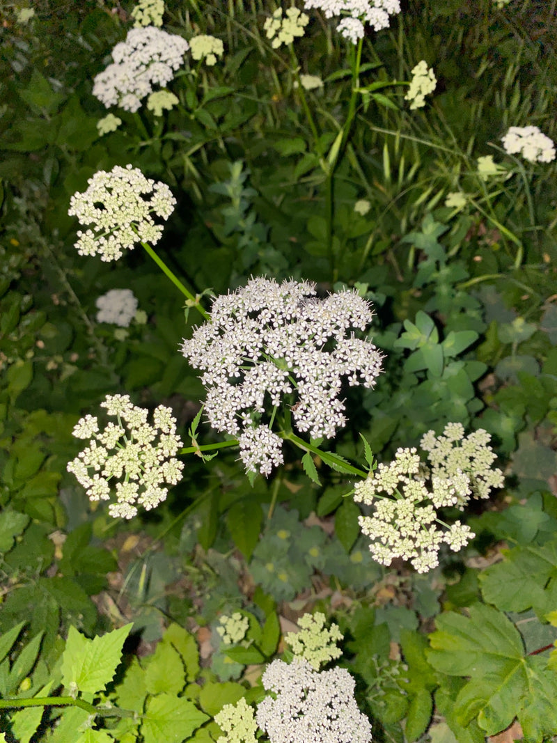 Giersch — Bild 3
