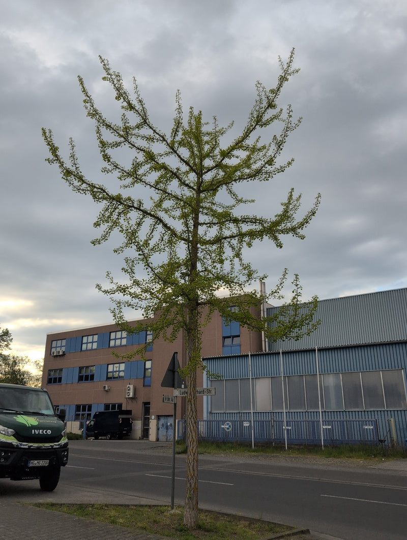 Ginkgo — Bild 5